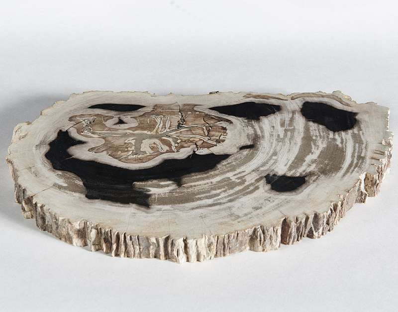 столешница для кофейного столика  из окаменелого дерева 50х30х3