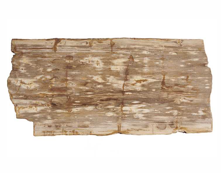 столешница для журнального столика  из окаменелого дерева 110х53х6