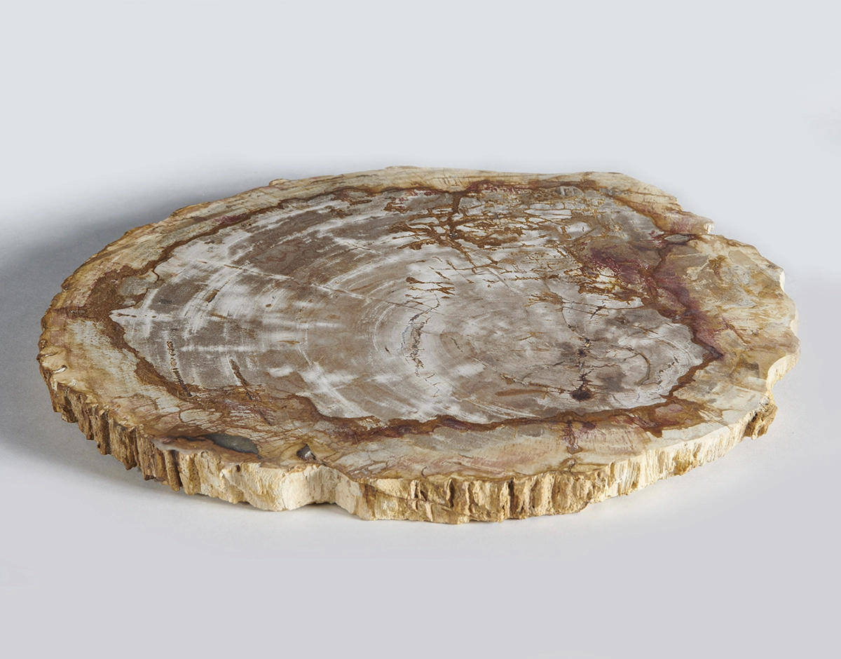 столешница для кофейного столика  из окаменелого дерева 47х38х4