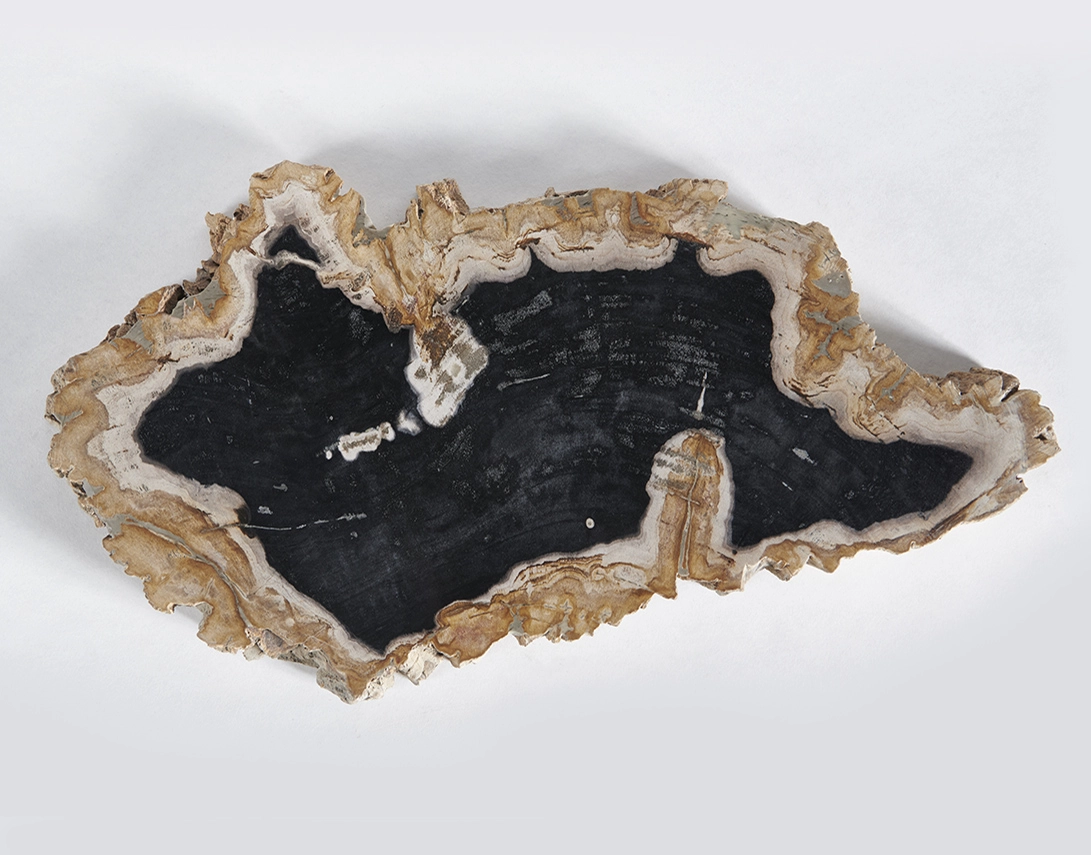 столешница для кофейного столика  из окаменелого дерева 55х31х4