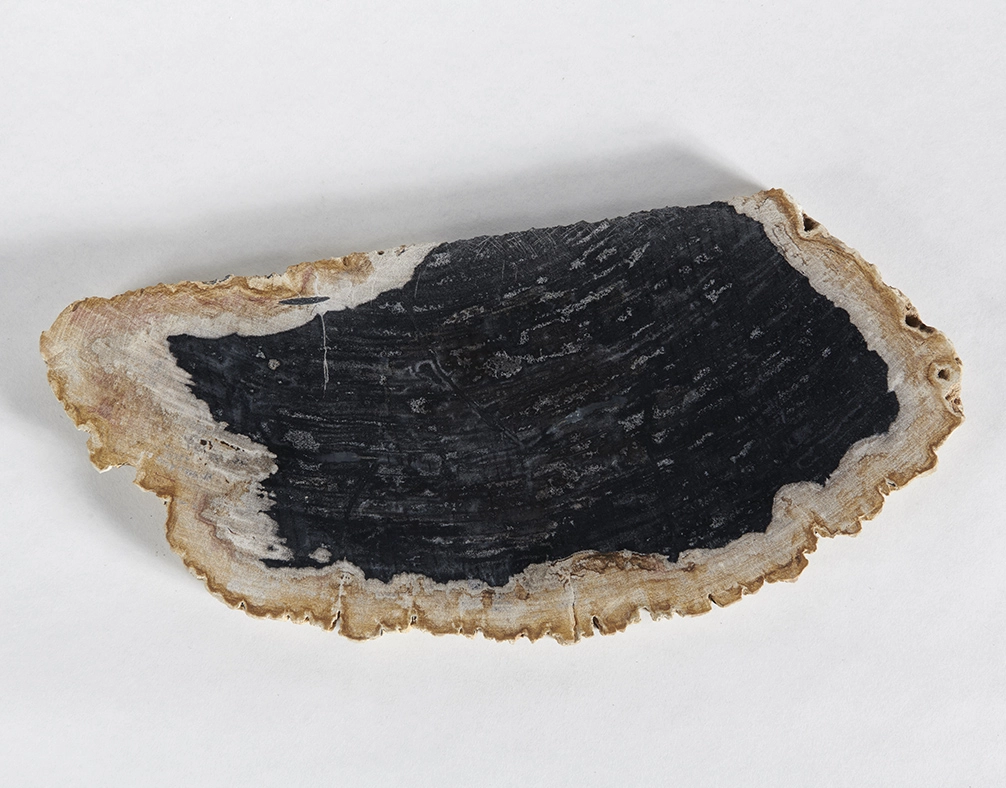 столешница для кофейного столика  из окаменелого дерева 47х21х2