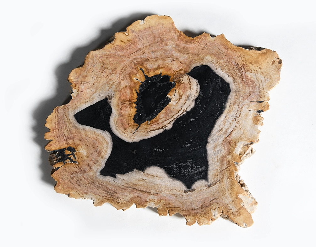 столешница для кофейного столика  из окаменелого дерева 32х35х2