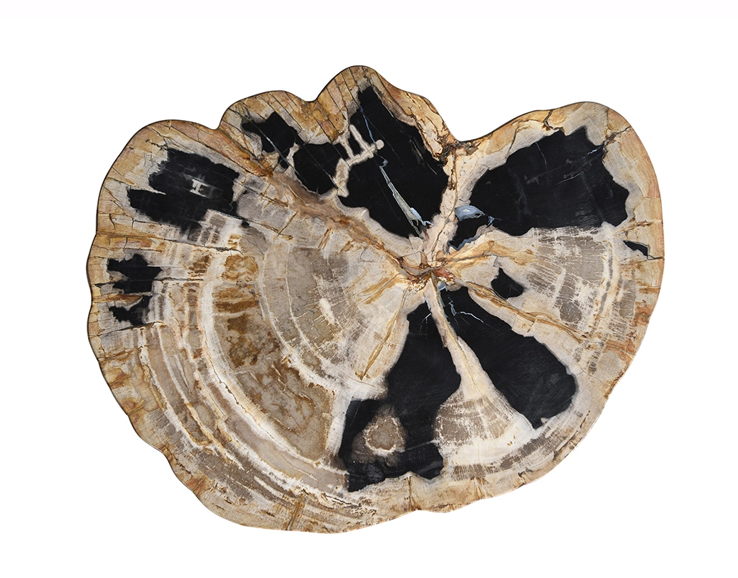 столешница для журнального столика  из окаменелого дерева 60x47x5