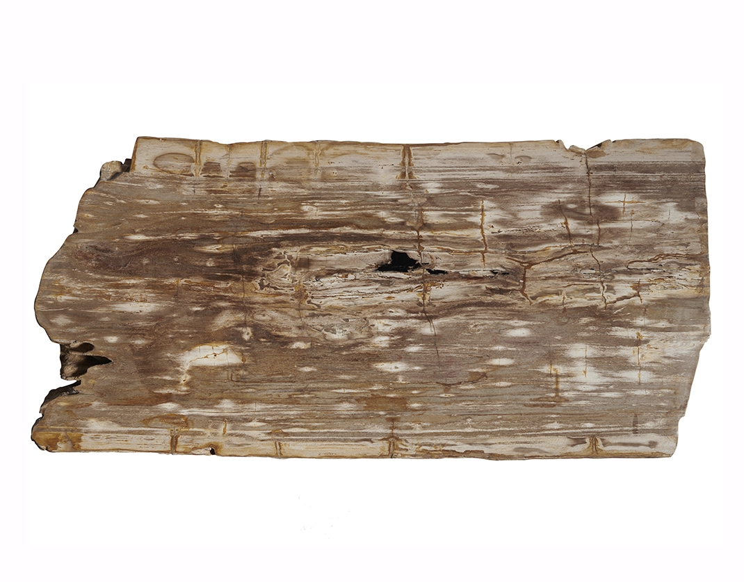 столешница для журнального столика  из окаменелого дерева 112x54x6