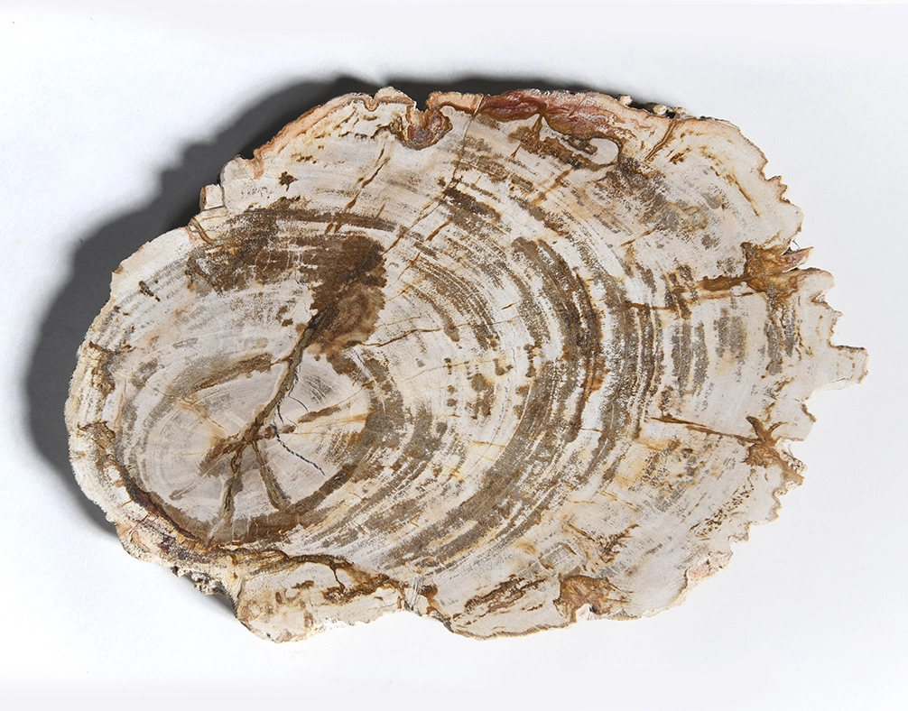 столешница для кофейного столика  из окаменелого дерева 33х23х2