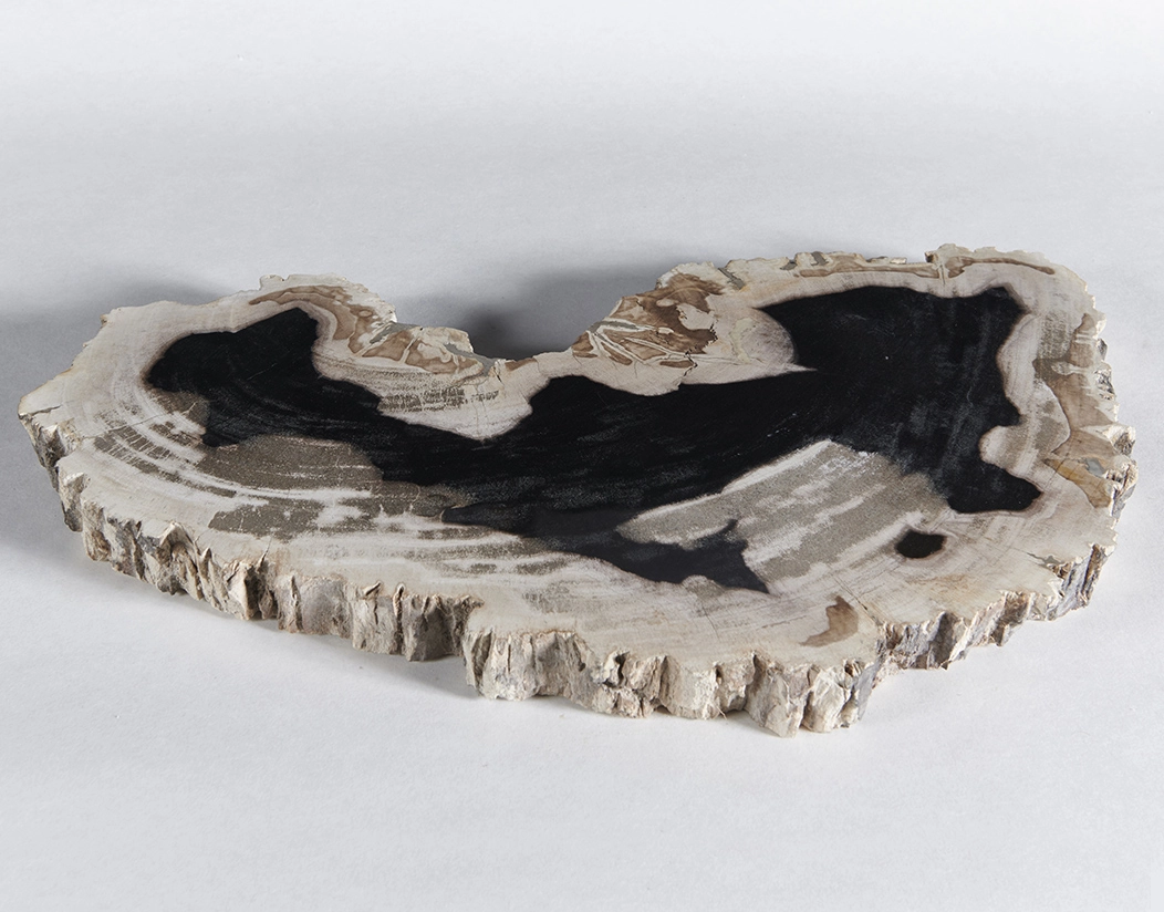 столешница для кофейного столика  из окаменелого дерева 50х30х3