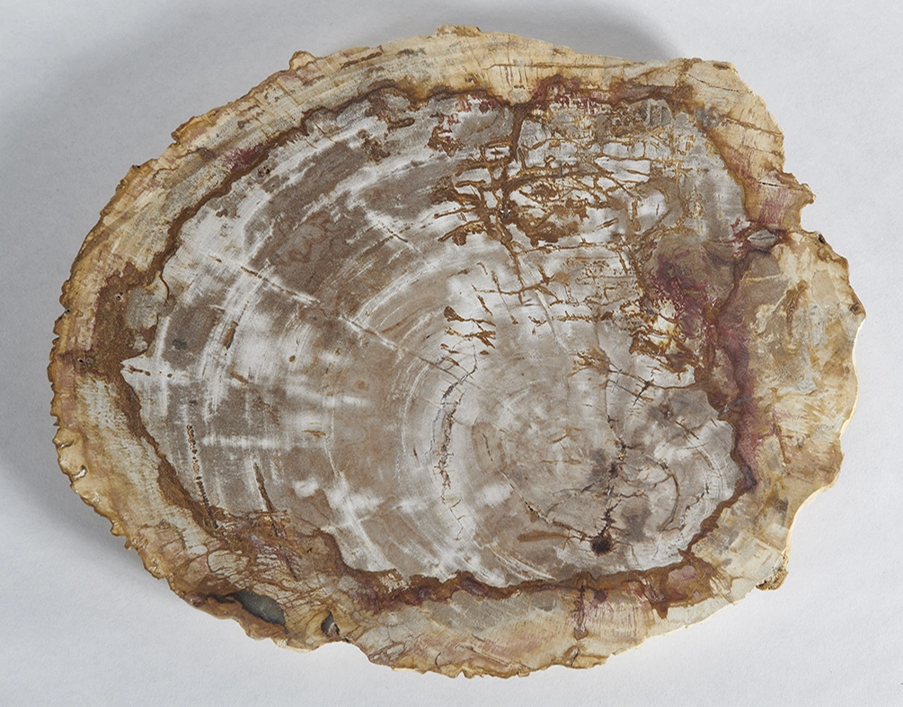 столешница для кофейного столика  из окаменелого дерева 47х38х4