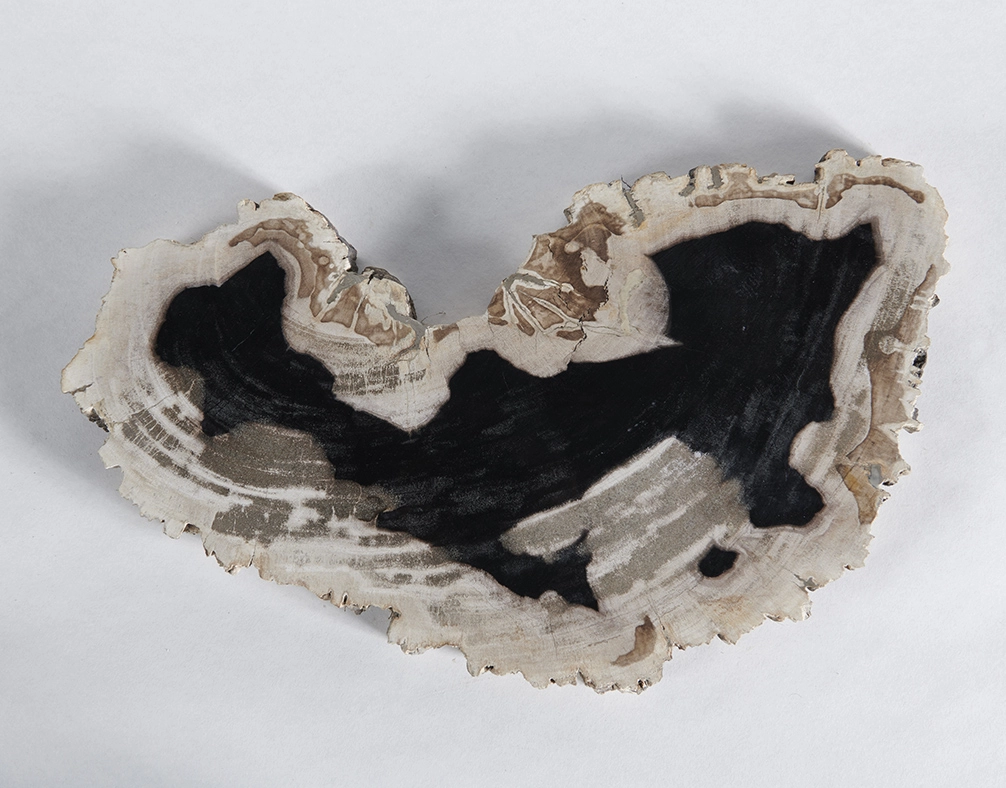 столешница для кофейного столика  из окаменелого дерева 50х30х3