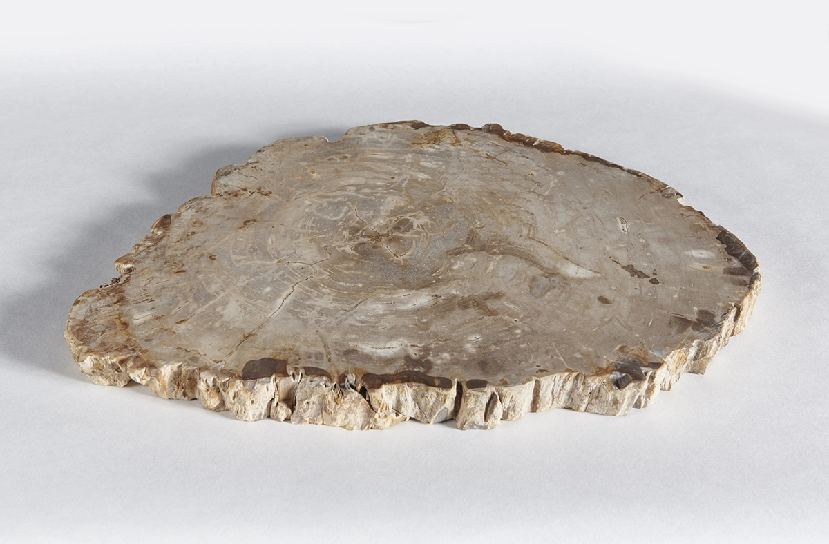 столешница для кофейного столика  из окаменелого дерева 50х38х3