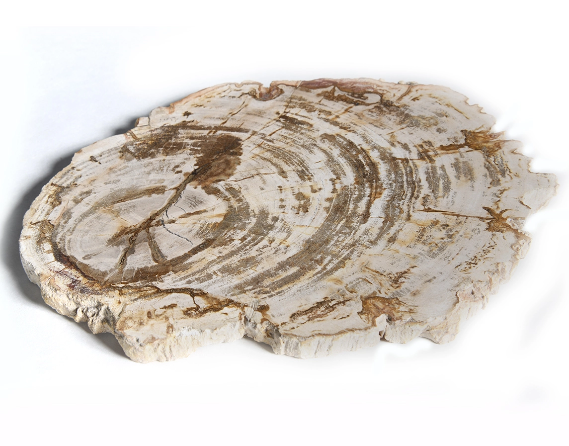 столешница для кофейного столика  из окаменелого дерева 33х23х2