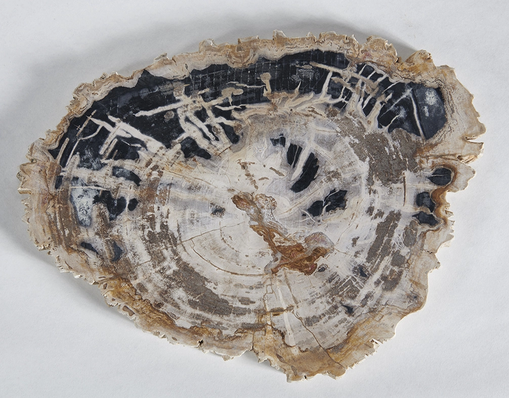 столешница для кофейного столика  из окаменелого дерева 46х35х2,5